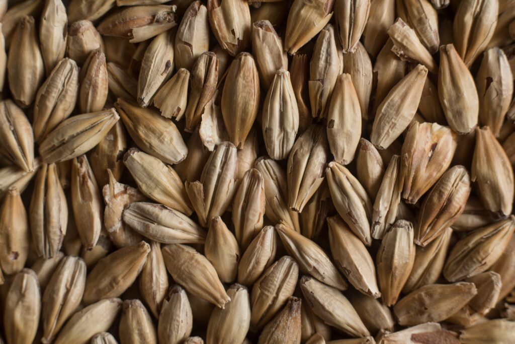 malts de base