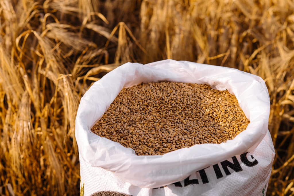 A sack filled with malt grain ready for malting and brewing.