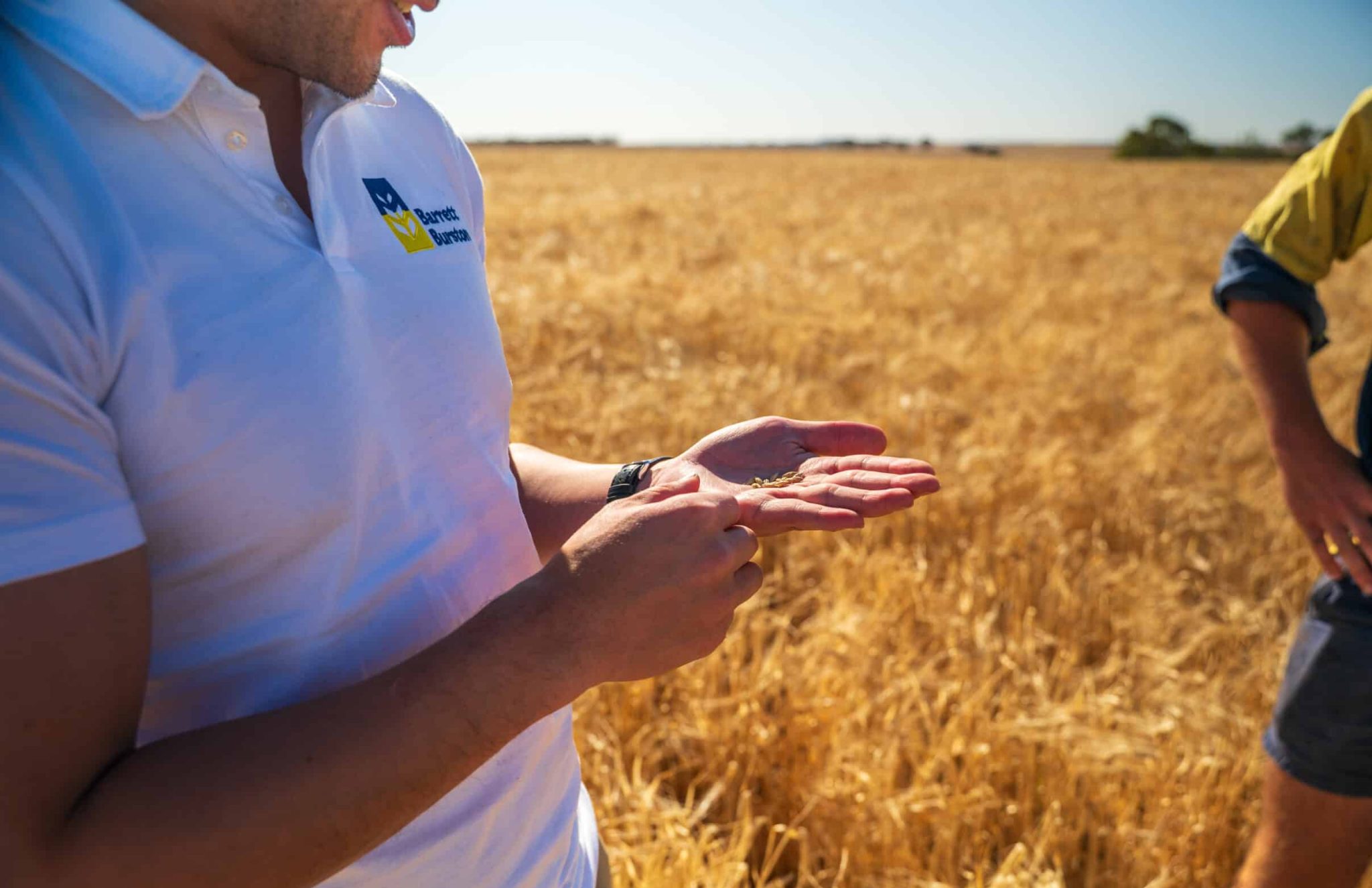 A Barrett Burston specialist inspects freshly harvested grain in the field.