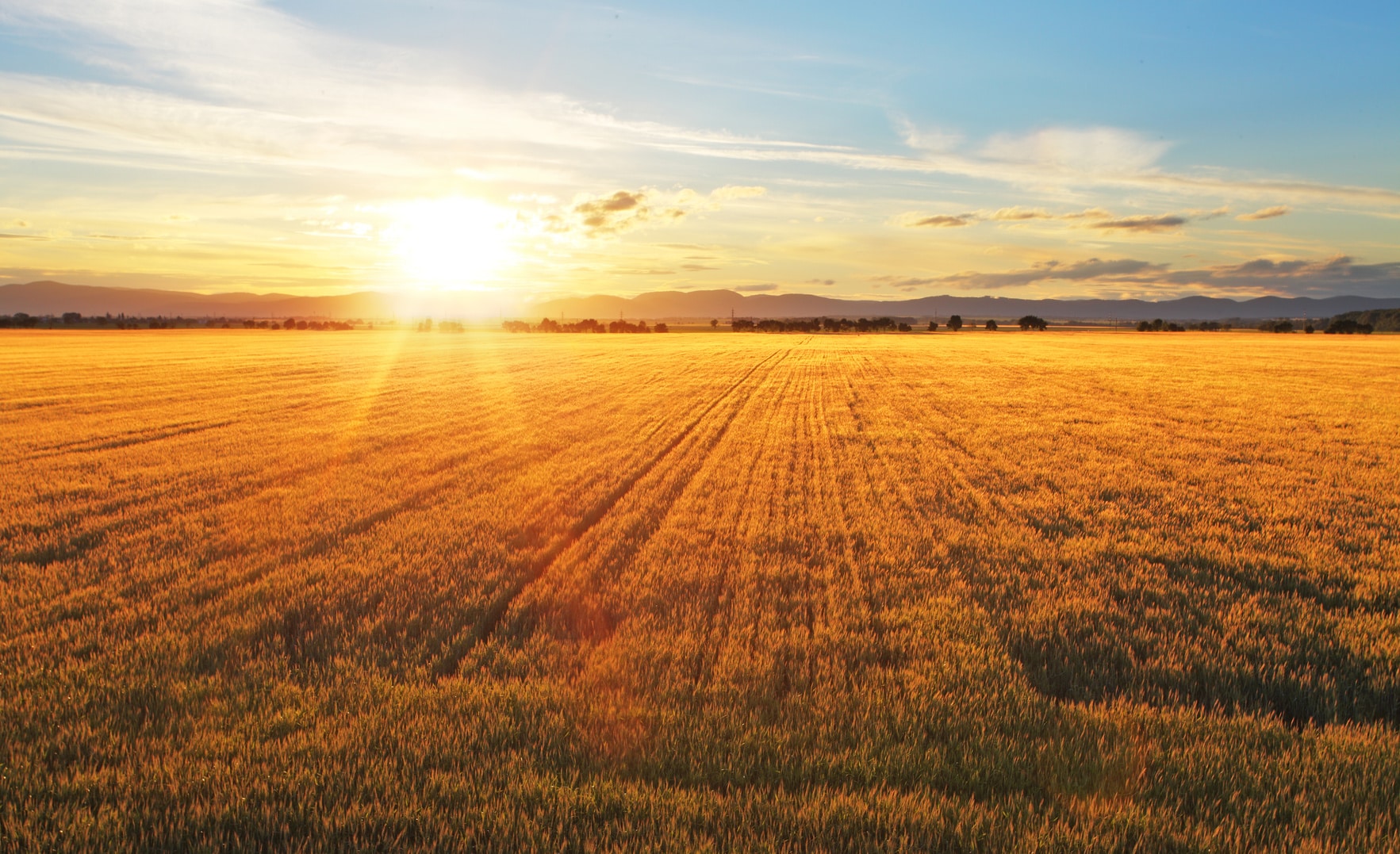 A golden barley field at sunrise.
